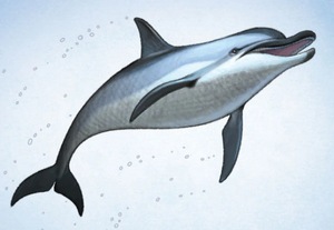 Delfin.Guide.png